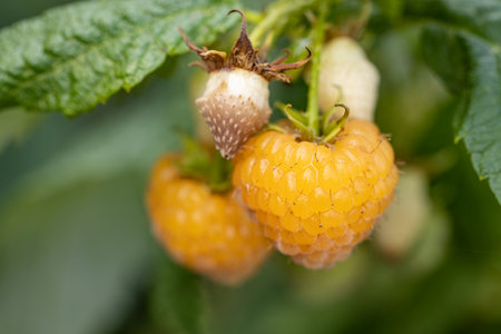 Agriculture background with new harvest of sweet fresh outdoor yellow ripe tasty raspberry, growing outside in soil, shallow depth of the field, macroの写真素材