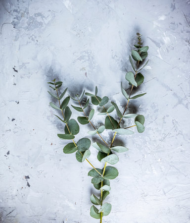 Eucalyptus leaves on light concrete background. Frame made of eucalyptus branches. Flat lay, top view, copy spaceの写真素材
