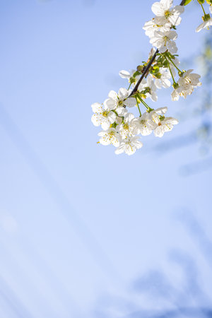 Spring background art with white cherry blossom on blue sky background. Beautiful nature scene with blooming tree and sun flare.の写真素材