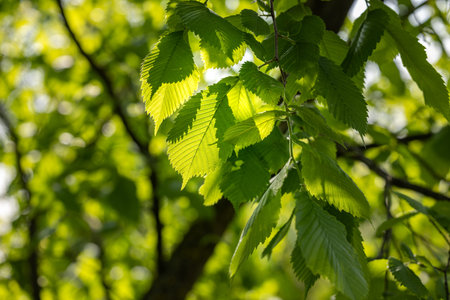 Sun shines through the young leaves of the tree. Green leaf macro in spring day sun rays on blurred...