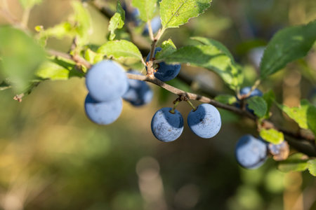 Branch of blackthorn is bearing ripe sloe berries in the sunshineの写真素材