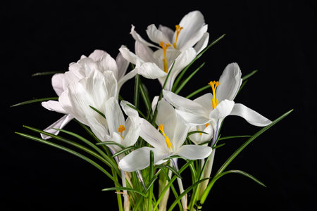 Beautiful white crocuses with delicate petals are blooming against a black backgroundの写真素材