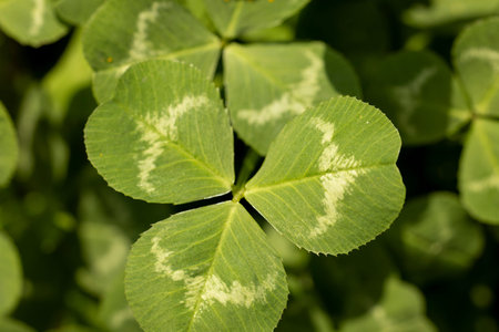 Green clover leaves are forming a natural background in the spring