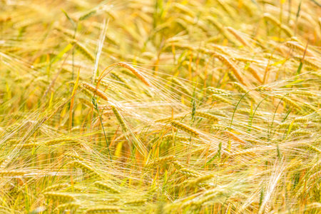 Golden wheat swaying in the wind on a sunny day