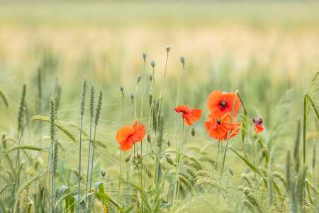 Red poppy flowers are adding a splash of color to a field of green wheatの写真素材