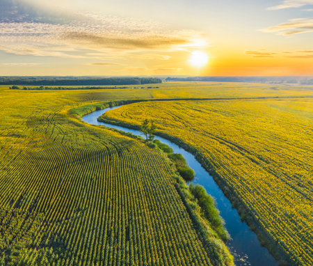 Aerial view of a picturesque river winding its way through vibrant sunflower fields, bathed in the warm glow of a setting sunの写真素材