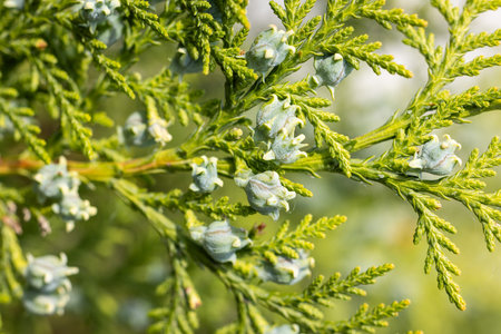 Close-up of immature cones growing on a branch of a lawson cypress tree, showcasing the delicate details of new growth in natureの写真素材