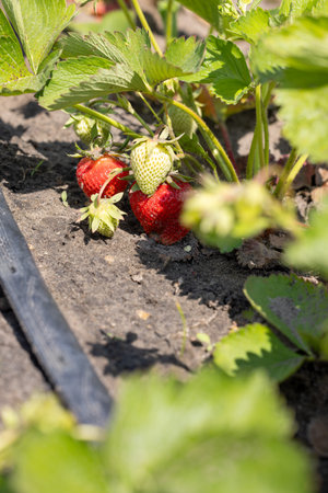 Close-up of ripe and unripe strawberries growing on a plant in a field, showcasing the drip irrigation system used for wateringの写真素材