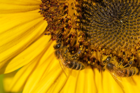 Honey bees collecting pollen and nectar from a bright yellow sunflower on a sunny dayの写真素材