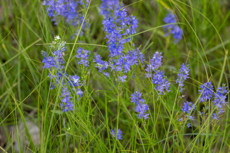 Purple germander speedwell flowers blooming in a field of green grass, creating a vibrant natural sceneの写真素材