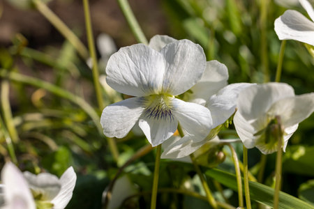 White viola flower with delicate petals and blue veins blooming in a garden, illuminated by warm spring sunlightの写真素材