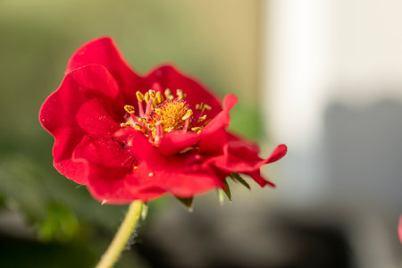 Close-up of a vibrant red potentilla nepalensis miss willmott flower, showcasing its delicate petals and prominent yellow stamensの写真素材