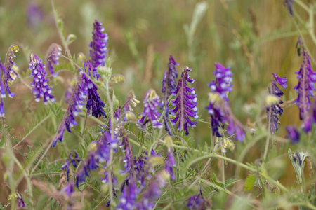 Close-up of tufted vetch wildflowers blooming in a spring meadow, showcasing vibrant purple blossoms and delicate foliageの写真素材