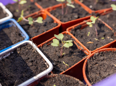 Close-up of young seedlings growing in seed trays, representing new life and growth in a garden settingの写真素材