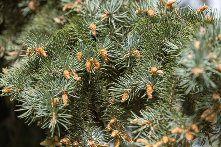 Close-up of new growth on a colorado blue spruce tree, highlighting the delicate yellow pollen cones against the silvery-blue needlesの写真素材