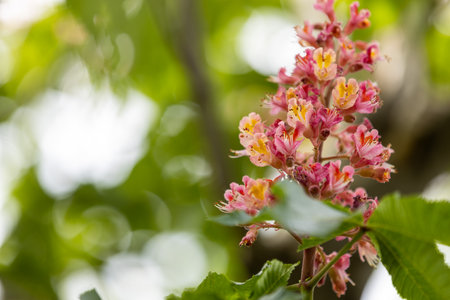 Red horse-chestnut (aesculus carnea) flowers blooming in spring with blurred green foliage backgroundの写真素材