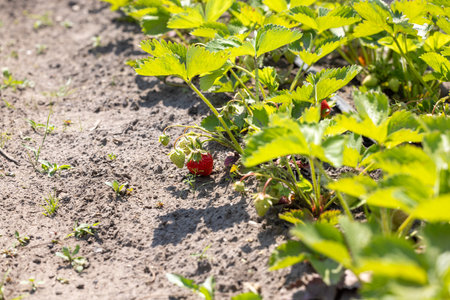 Close-up of a strawberry plant bearing a ripe red strawberry and several unripe green strawberries, thriving in cultivated soil on a sunny dayの写真素材