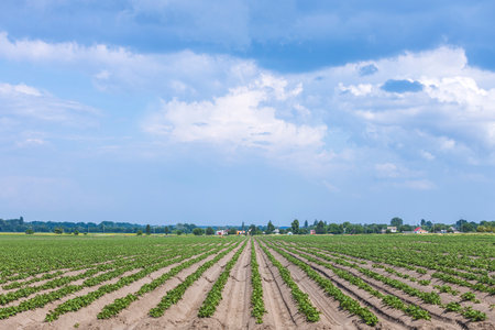 Potato plants growing in rows on agricultural field on sunny summer day under cloudy blue skyの写真素材