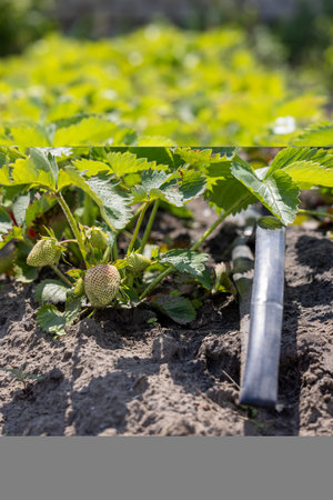 Close-up of unripe strawberries growing on a sunny day, benefiting from a drip irrigation system ensuring efficient wateringの写真素材