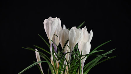 Delicate white crocus flowers emerging from vibrant green foliage against a stark black backdrop, capturing the essence of springtime renewalの写真素材