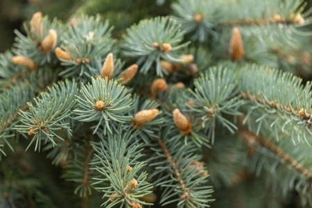 Close-up of new growth on a colorado blue spruce tree, highlighting the delicate light green needles and emerging pollen conesの写真素材