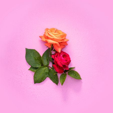Beautiful blooming roses with water drops lying on pink background create a romantic atmosphereの写真素材