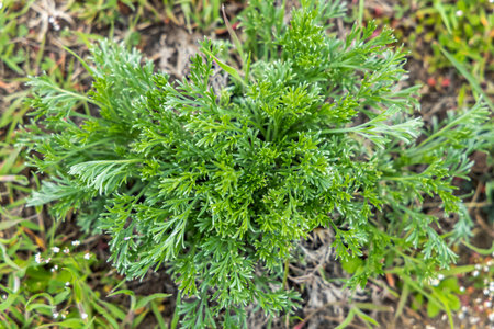 Close-up of a vibrant green plant thriving in its natural habitat, showcasing the beauty of nature's resilienceの写真素材