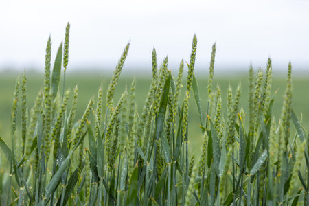 Unripe wheat growing in a dew-covered field, glistening under the overcast sky, capturing the essence of spring and summer freshnessの写真素材