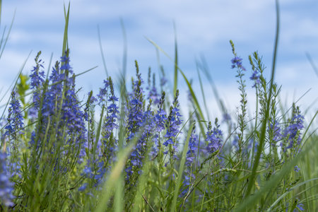 Blooming purple wildflowers filling a vibrant field of green grass, set against a backdrop of a bright blue summer skyの写真素材
