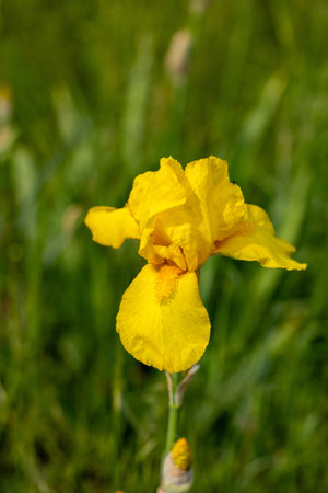 Close-up of a vibrant yellow iris flower blooming in a field of green grass, showcasing the beauty...