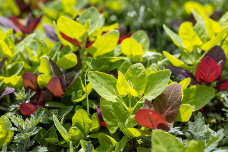Colorful microgreens thrive in sunlight, showcasing a mix of vibrant green and red leaves, ready for harvestの写真素材