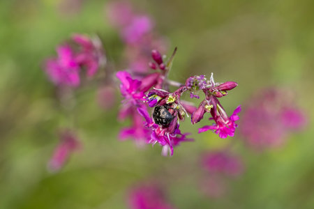 Close-up of a small beetle feeding on a delicate purple wildflower, showcasing the beauty of natureの写真素材