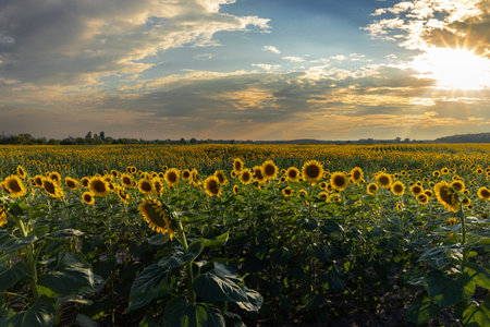 Sunflowers blooming in a vast field during a beautiful sunset, creating a picturesque agricultural landscapeの写真素材