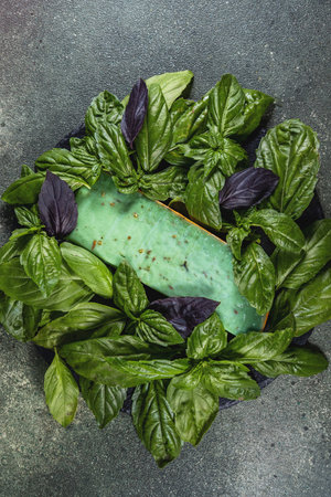 Green and purple basil leaves on dark background, top viewの写真素材