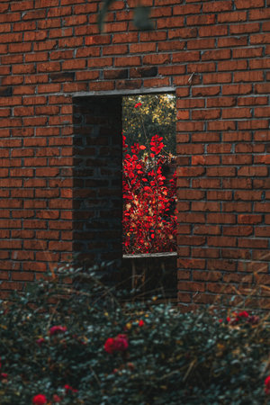 Red leaves of a bush growing inside the window of an old abandoned brick wall building with more vegetation in the foregroundの写真素材