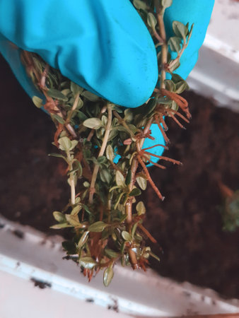Gardener wearing gloves is holding a thyme plant, preparing for replanting in a pot filled with rich soil for healthy growthの写真素材