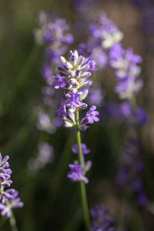 Close up of lavender flowers blooming, showcasing vibrant purple blossoms against a soft focus background of green foliageの写真素材