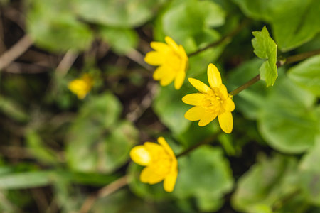 Close up of vibrant yellow lesser celandine flowers blooming amidst lush green foliage, capturing...