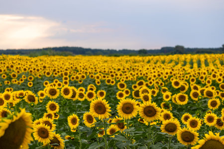 Sunflowers are blooming in a vast field, creating a picturesque landscape under the soft glow of a...