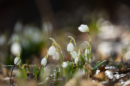 Beautiful white snowdrop flowers emerging from the ground in early spring, illuminated by warm sunlightの写真素材