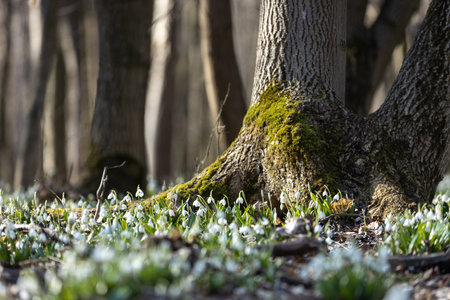 White snowdrop flowers blooming in spring at the base of a mossy tree trunk in a forest, signaling the arrival of the new seasonの写真素材