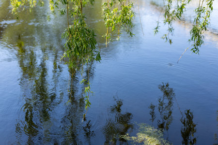 Thin weeping willow branches with small green leaves are gently touching the surface of a river, creating ripples and reflectionsの写真素材