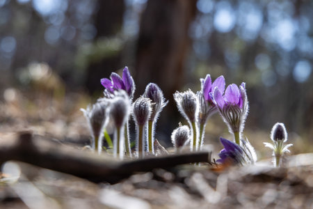 Beautiful purple pasqueflowers are blooming in a sunny forest, marking the arrival of springの写真素材
