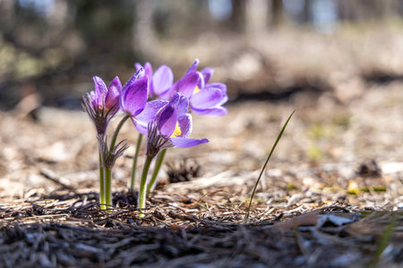 Dreamlike image of purple pasqueflower blooming in a forest, celebrating the arrival of spring with delicate beautyの写真素材