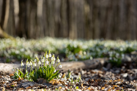 Beautiful white snowdrop flowers blooming in the forest during springtime, a symbol of renewal and the arrival of warmer weatherの写真素材