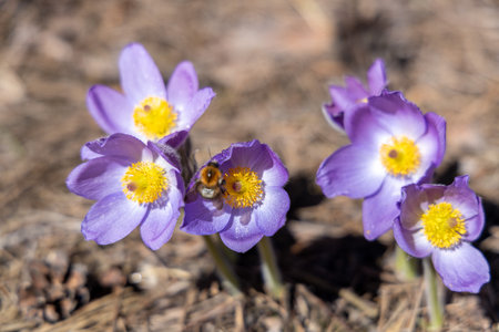 Bumblebee gathering vibrant pollen from delicate purple pasqueflower blossoms under the warm sunlight on a beautiful spring dayの写真素材