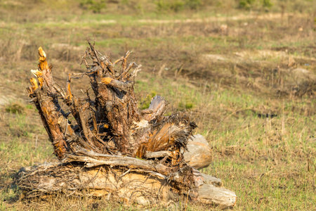 Close up of an uprooted tree stump, highlighting its decaying wood and exposed roots in a fieldの写真素材