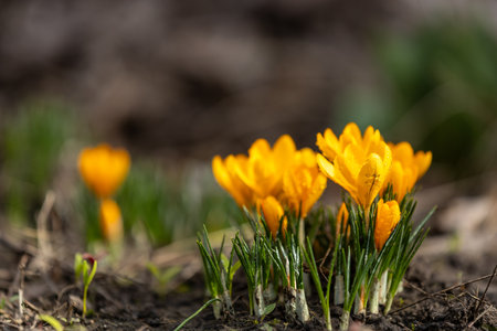 Beautiful yellow crocuses emerge from the dark soil, signaling the arrival of spring and filling the air with warmth and joyの写真素材