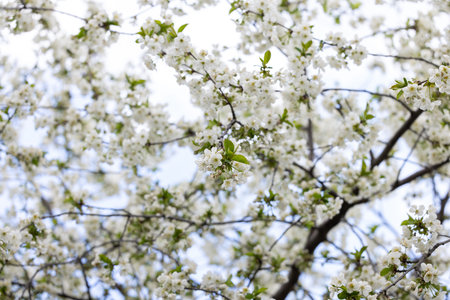 Beautiful white flowers blooming on the branches of a tree, creating a stunning display of nature's...