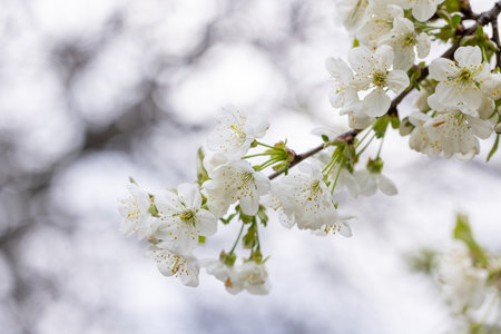 Cherry blossoms blooming vibrantly on a sunny spring day, embodying renewal and the exquisite beauty of nature's seasonal transformationの写真素材